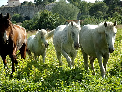 hobused, hobune, Mare, loomade, Ratsutamine., karja