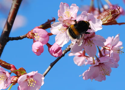 musim semi, Sakura, mekar, lebah, Sakura, Blossom, merah muda