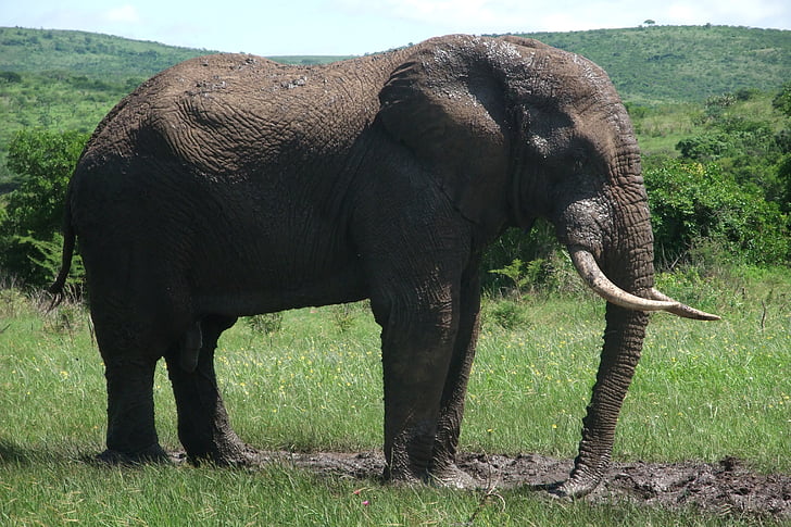 elefant, Safari, Africa de Sud, pachyderm, Elefantul African bush