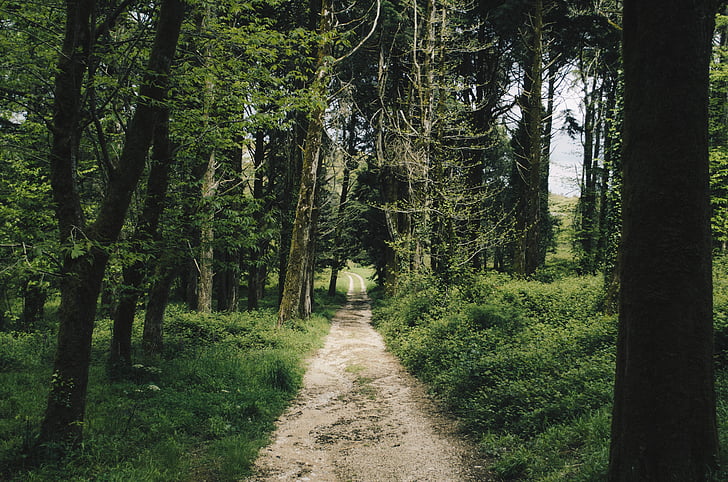 forest, nature, path, trees, tree, outdoors, no people
