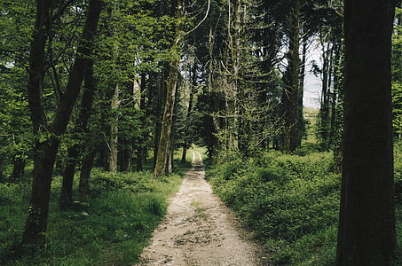 forest, nature, path, trees, tree, outdoors, no people