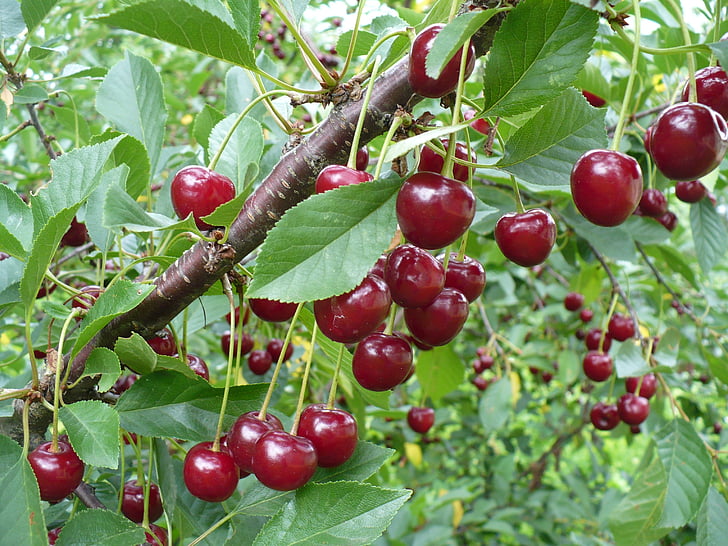 cherry, red, green, garden, branch, berry, in the summer of