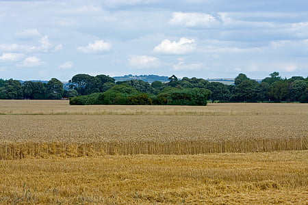 pšenica, polje pšenice, usjevi, zrno, Poljoprivreda, farma, obradivog zemljišta