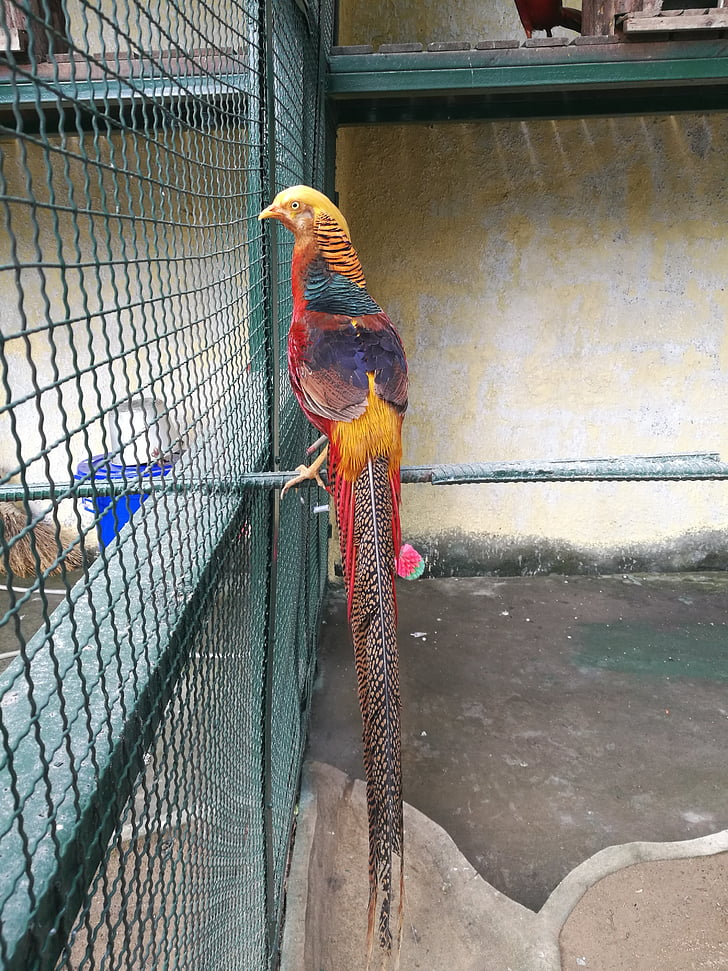 pták, zvíře, Zoo, peří