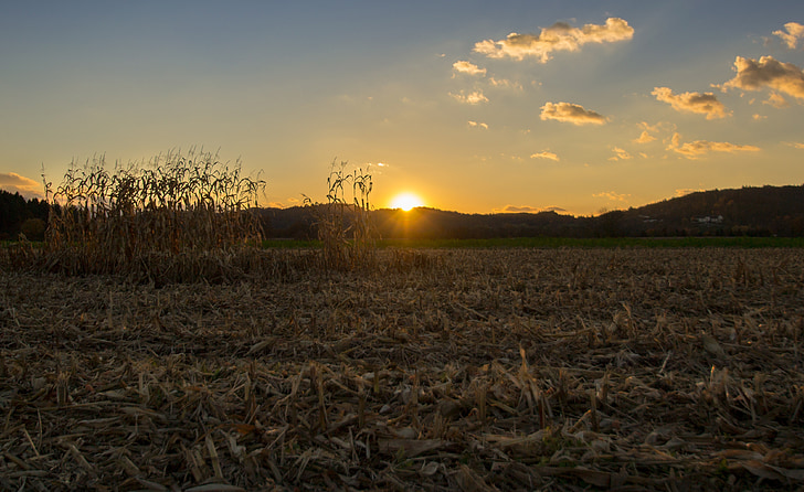 sunset, field, corn, sky, clouds, mood, evening