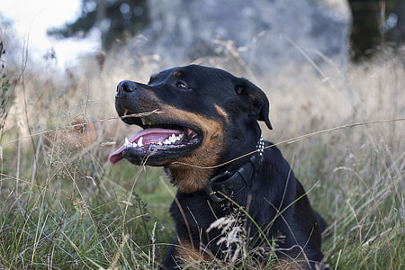 cão, Rottweiler, natureza