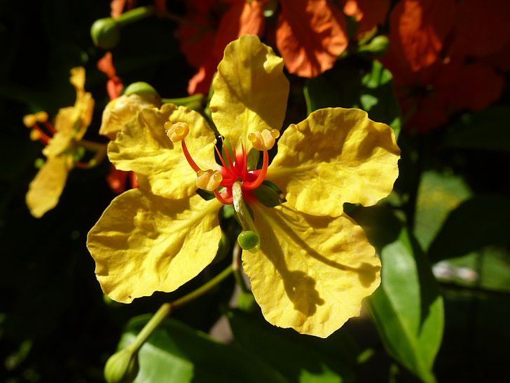 blossom, bloom, yellow, yellow flower