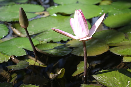 Nuphar lutea, waterplant, Blossom, Bloom, water, vijver, water lily