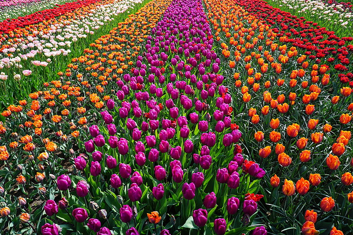 field of flowers, tulips, holland, nature, spring, tulpenbluete, flowers