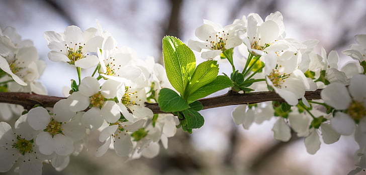 Meadowsweet cây, Meadowsweet Hoa, Hoa, mùa xuân, trắng, hoa mùa xuân, Thiên nhiên