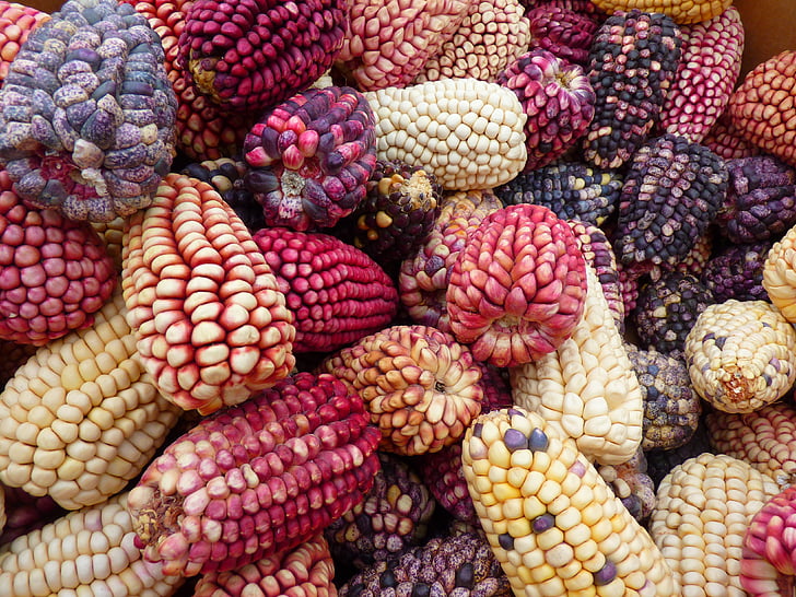 トウモロコシ, トウモロコシの品種, ペルー, カラフルな mais, とうもろこし販売, 市場