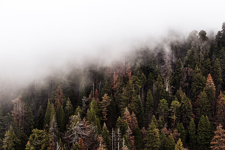 green, brown, pine, tree, s, covered, fog