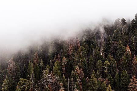 green, brown, pine, tree, s, covered, fog