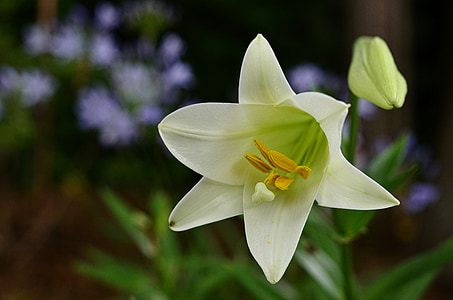 easter, lily, flower, bloom, white, spring, nature