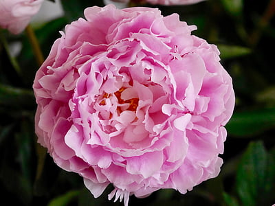 Blume, Bloom, Rosa, Nahaufnahme, Pfingstrose, rosa Farbe, Blütenblatt