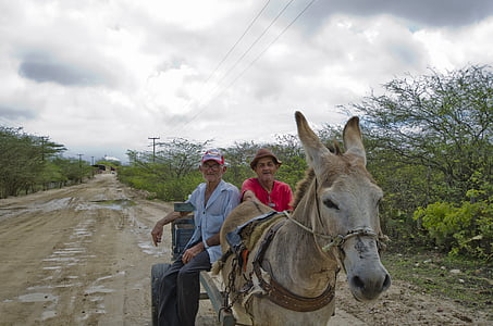 farmers, donkey, wagon, horse, outdoors, animal, rural Scene