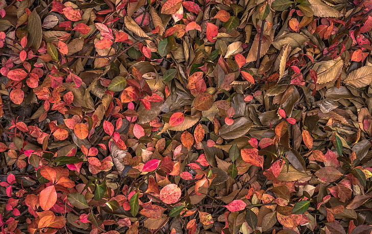 葉, 秋, 植物, 葉, リーフ, 秋の紅葉, 自然