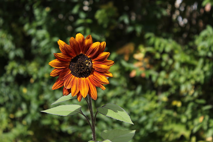 sunflower, bee, orange, single, flower, leaf, nature