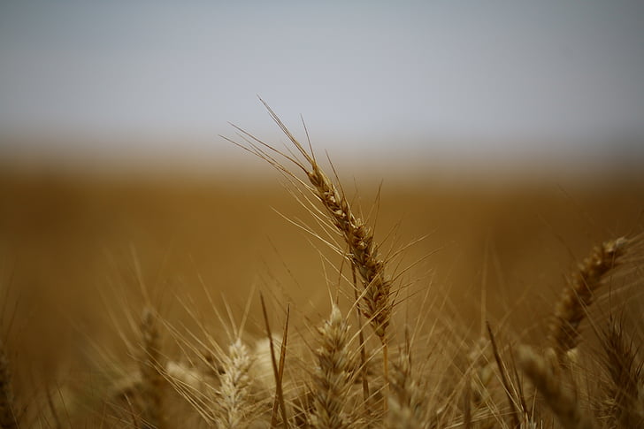 wheat, fields, wheat fields, cereals, epi, harvest, cultures