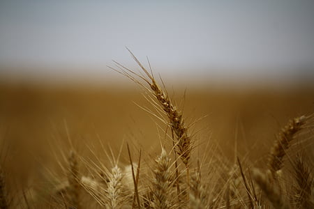 gandum, bidang, ladang-ladang gandum, sereal, Epi, panen, budaya