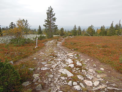 Laponsko, Finština, Laponsku, Příroda, podzim, krajina, padl
