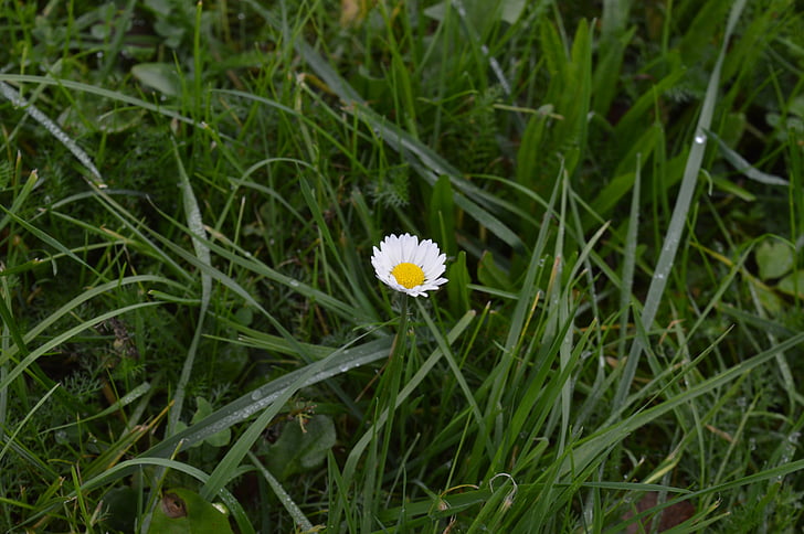 dew, daisy, flower, grass