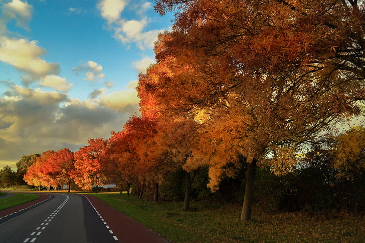 orange, trees, roadside, cloudy, sky, daytime, autumn
