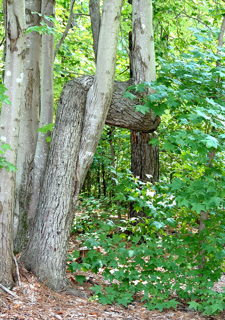 árbol torcido, tronco horizontal, anomalía de, madera, bosque, anudada a, al aire libre