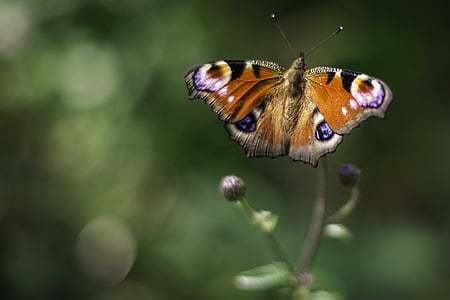 peacock, butterfly, insect, close, animal, wing, garden
