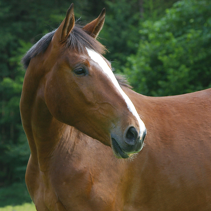 hest, dyr, tamdyr af hestefamilien, pattedyr, familie hovdyr, House hest, bayerske Varmblod