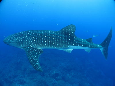 Whale shark, vertragen, filter feeder, Marine, grote, aquatische, tropische