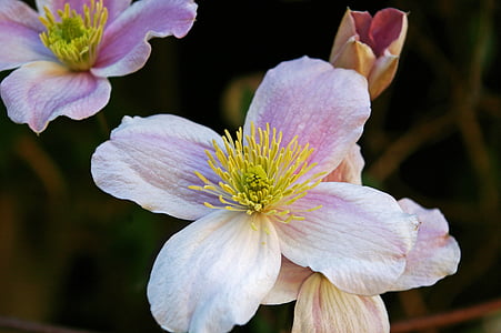 clematis, blossom, bloom, flower, close, pink, beautiful