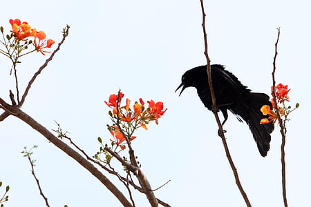 crow, ave, black, flowers