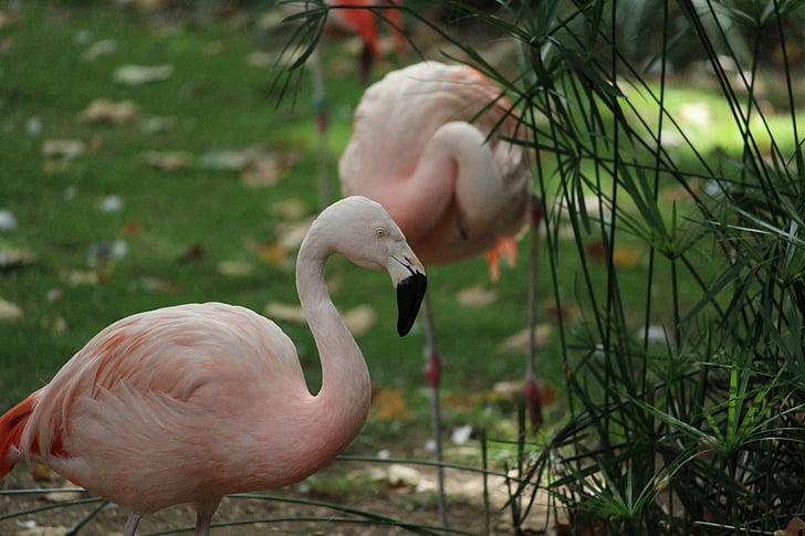 flamingas, Laukiniai gyvūnai, rožinė, Karibai, gražu, gražus, paukštis, flamingai