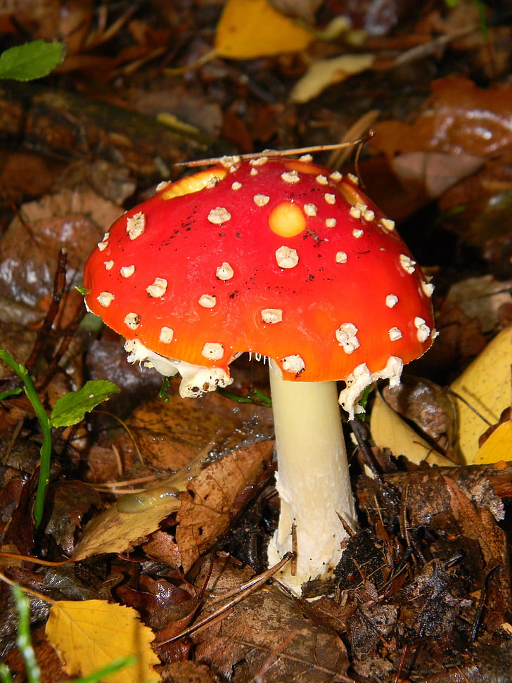 forest, fly agaric red, mushrooms, poisonous