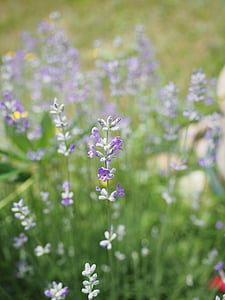 lavendel, lavendel, licht paars, bloemen, zomer, sierteelt, geurende plant