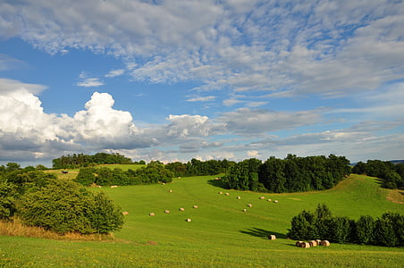 landscape, summer, trees, sky, clouds, nature, tree