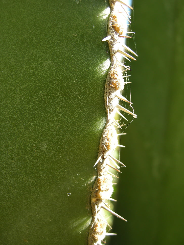 Cactus, Spur, groen, plant, stekelig, cactus broeikasgassen, natuur