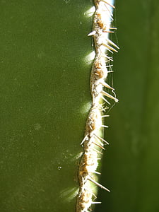 cactus, esperó, verd, planta, Espinosa, hivernacle de cactus, natura