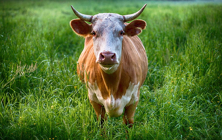 bull, cow, animal, farm, agriculture, cattle, nature