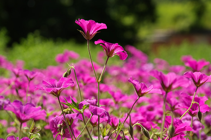 Cranesbill, άνθος, άνθιση, ροζ, λουλούδι, φυτό, μωβ