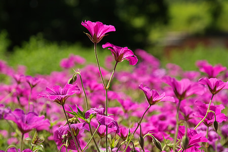 Cranesbill, flor, flor, -de-rosa, flor, planta, roxo
