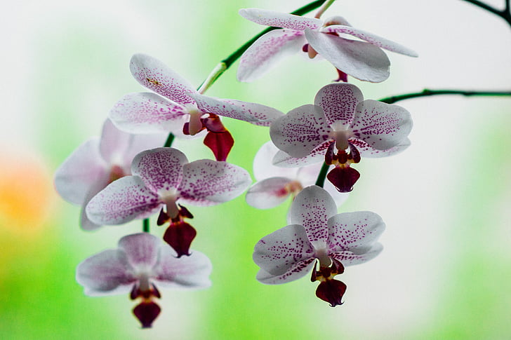 orquídea, -de-rosa, flor, natureza, planta, pétala, Branco