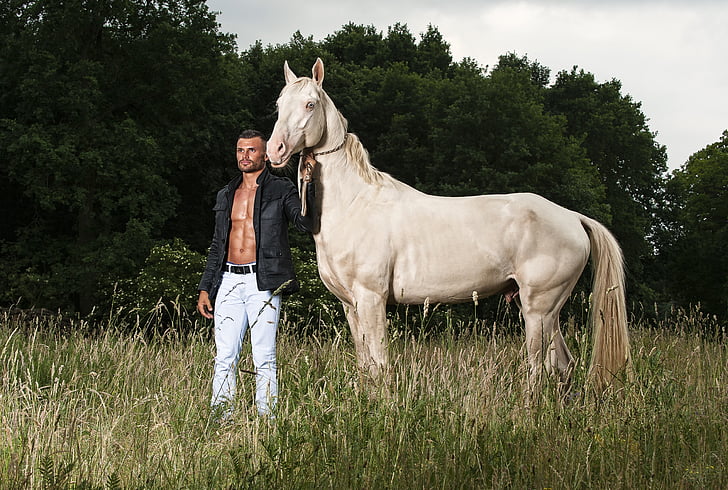cavalo, retrato, Eric krüger, estrela, mundo animal, linda, garanhão
