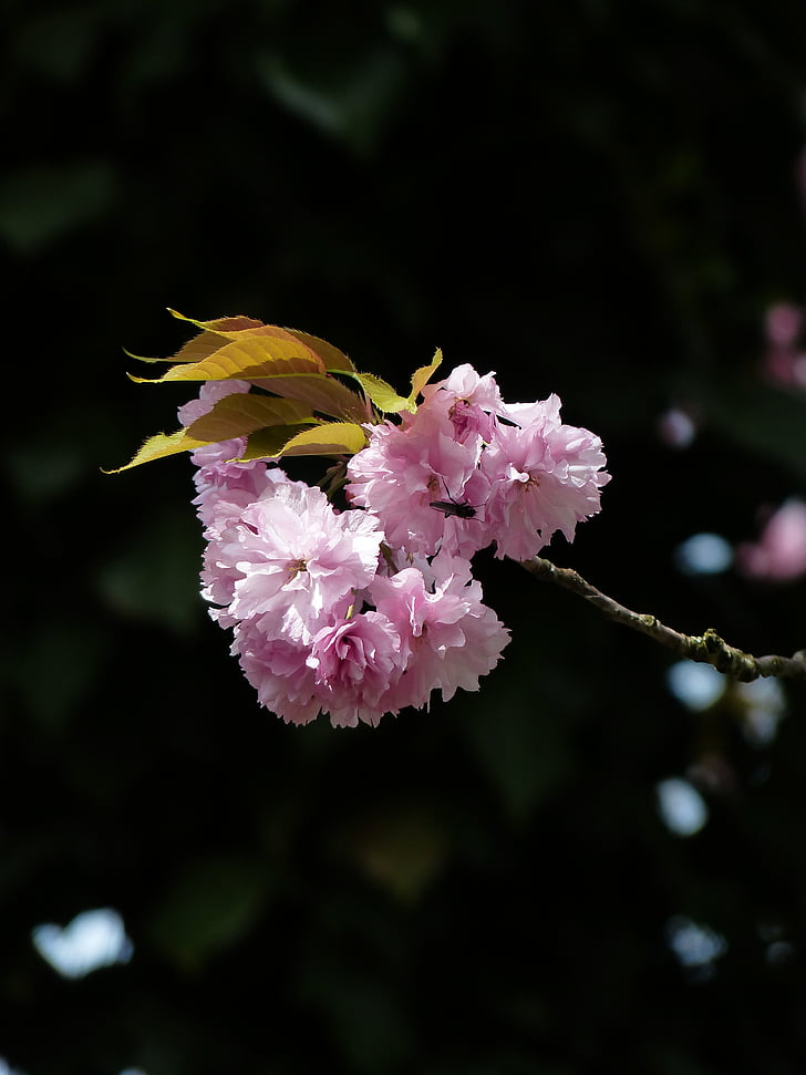 prydnadsväxter cherry, Cherry blossom, japanska körsbärsträd, mandelblom, Blossom, Bloom, träd