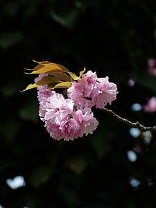 cherry hias, Sakura, pohon ceri Jepang, almond blossom, Blossom, mekar, pohon