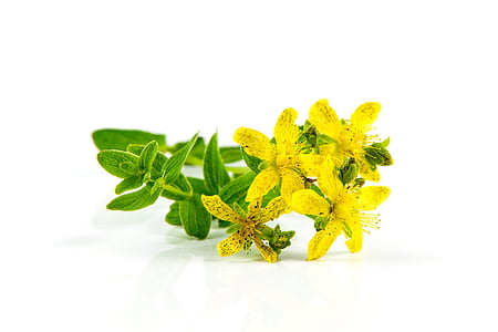 Herb Johannesurt, blomst, Nærbilde, Flora, blomster, grønn, Healing