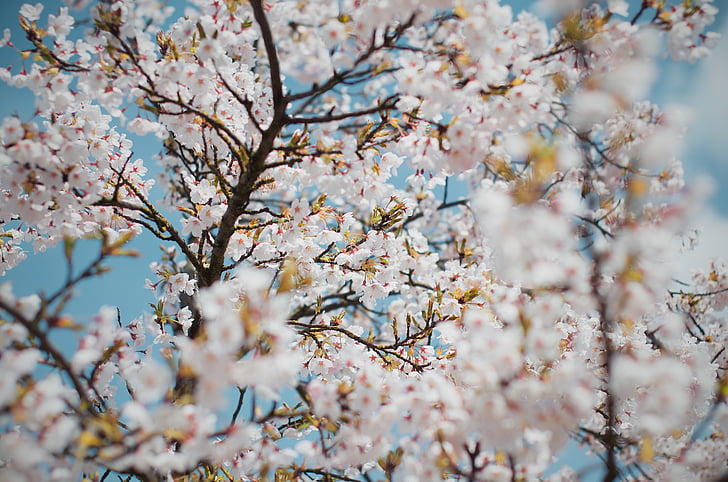 Сакура, Цветы, Фото, дневное время, дерево, филиал, Блум