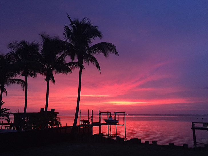 saulriets, Florida, Ruskin, silhouets, palmas, silueti, debess rozā