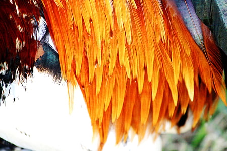 rooster feathers, hahn, feather, kauai, orange